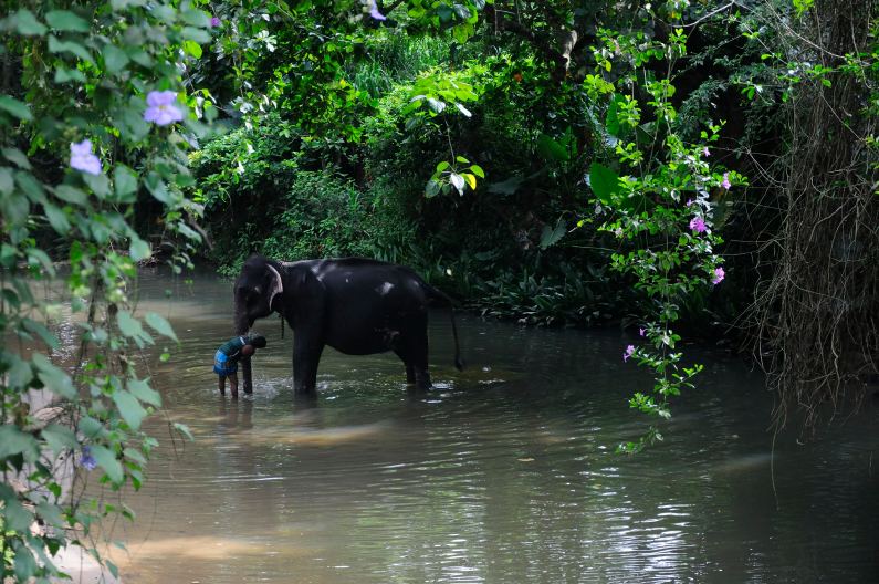 Elephant in the river - Millennium Elephant Foundation, Pinnawala